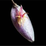 Nueva orquídea andina