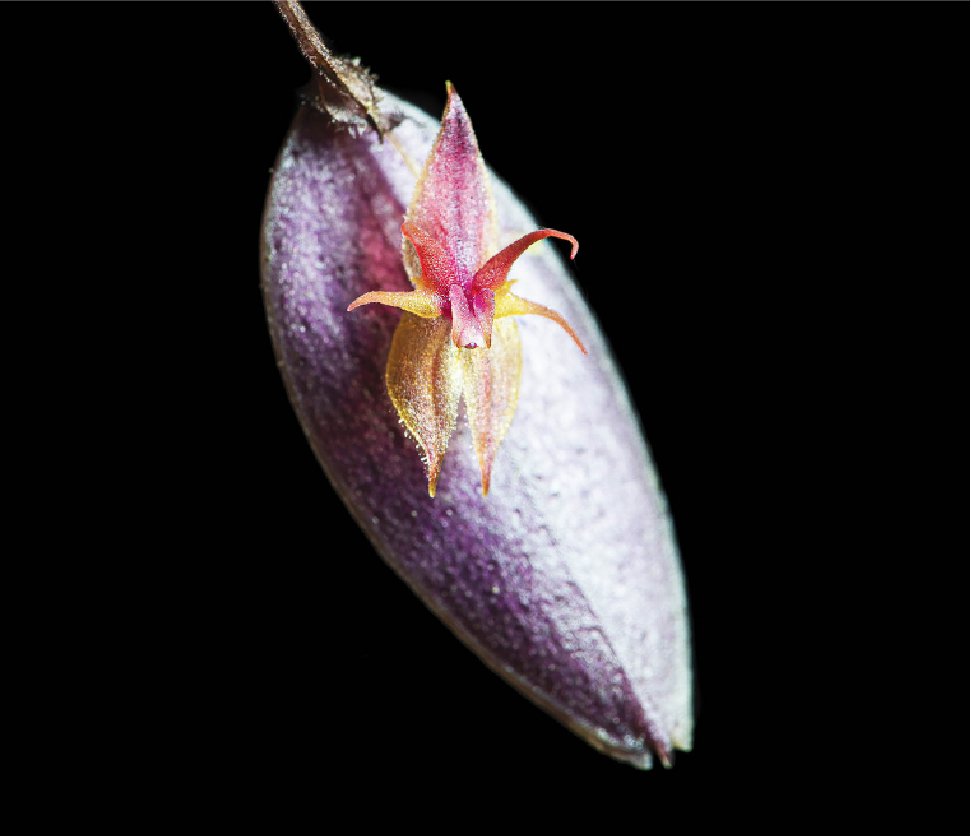 Belleza diminuta amenza gigante